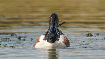 Kaşıkgaga » Northern Shoveler » Spatula clypeata