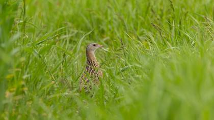 Bıldırcınkılavuzu » Corn Crake » Crex crex