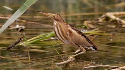 Küçük balaban » Little Bittern » Botaurus minutus