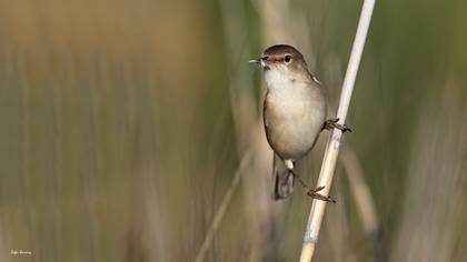 Common Reed Warbler