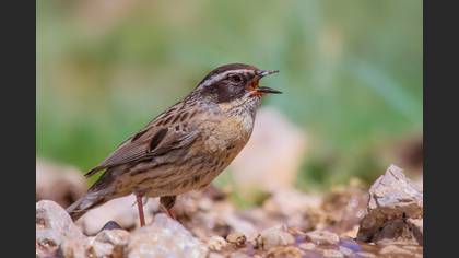 Radde`s Accentor