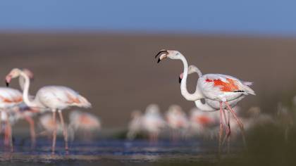 Flamingo