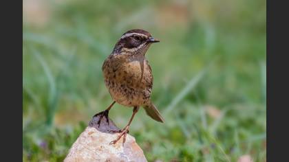 Radde`s Accentor