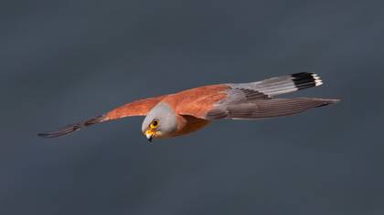 Küçük kerkenez » Lesser Kestrel » Falco naumanni