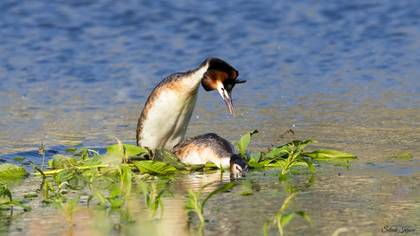 Bahri » Great Crested Grebe » Podiceps cristatus