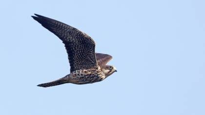 Ada doğanı » Eleonora`s Falcon » Falco eleonorae
