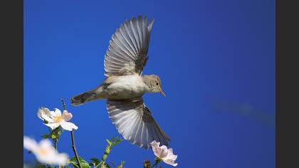 Upcher`s Warbler
