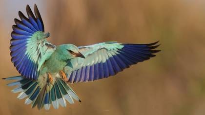 Gökkuzgun » European Roller » Coracias garrulus