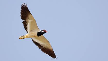 Büyük kızkuşu » Red-wattled Lapwing » Vanellus indicus