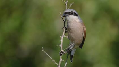 Kızılsırtlı örümcekkuşu