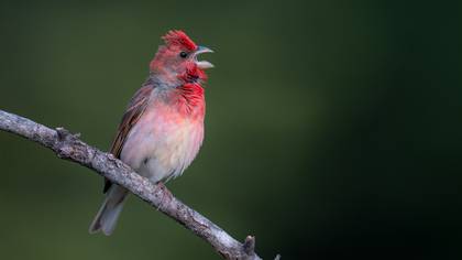 Çütre » Common Rosefinch » Carpodacus erythrinus