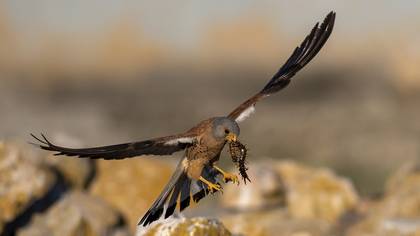 Küçük kerkenez » Lesser Kestrel » Falco naumanni