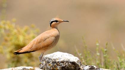 Çölkoşarı » Cream-colored Courser » Cursorius cursor