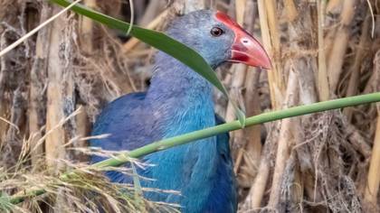 Grey-headed Swamphen