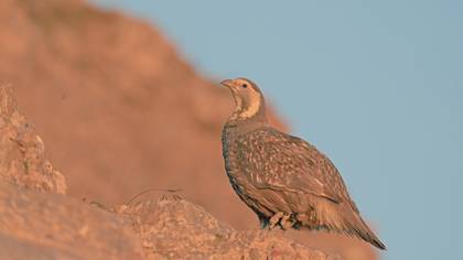 Urkeklik » Caspian Snowcock » Tetraogallus caspius