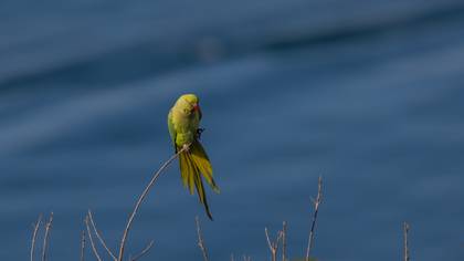 Yeşil papağan » Rose-ringed Parakeet » Psittacula krameri