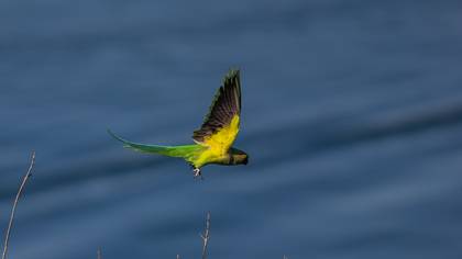 Yeşil papağan » Rose-ringed Parakeet » Psittacula krameri