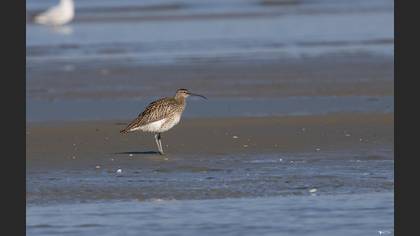 Eurasian Whimbrel