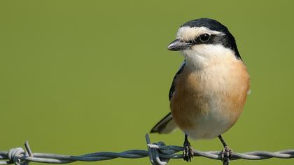 Maskeli örümcekkuşu