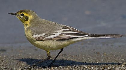 Sarıbaşlı kuyruksallayan