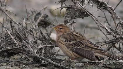 Kızılgerdanlı incirkuşu