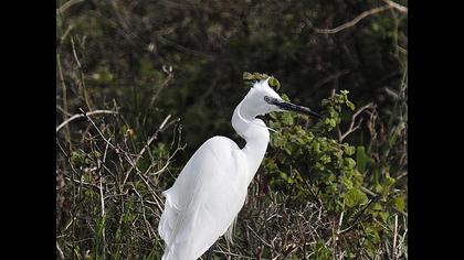 Küçük ak balıkçıl