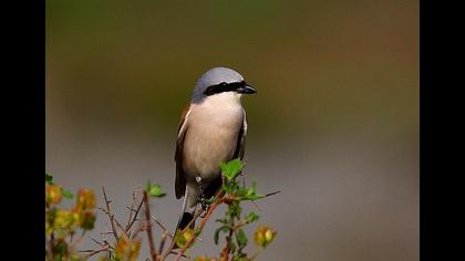 Kızılsırtlı örümcekkuşu
