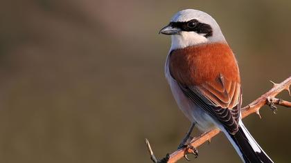 Kızılsırtlı örümcekkuşu