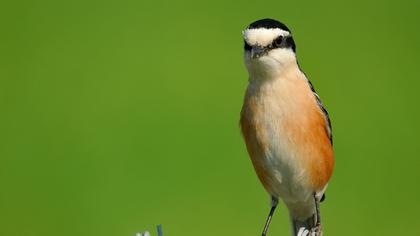 Maskeli örümcekkuşu