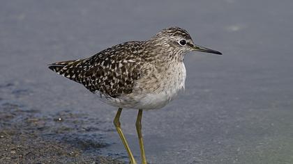 Orman düdükçünü