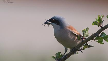 Kızılsırtlı örümcekkuşu