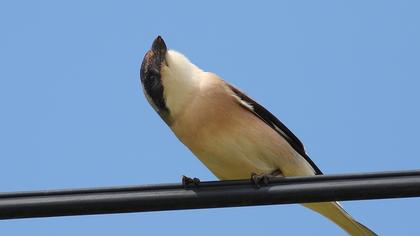 Karaalınlı örümcekkuşu