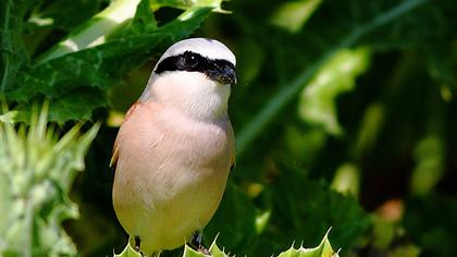 Kızılsırtlı örümcekkuşu