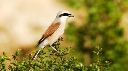 Kızılsırtlı örümcekkuşu