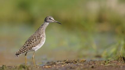 Orman düdükçünü