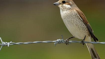 Kızılsırtlı örümcekkuşu