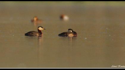 Kızılboyunlu batağan