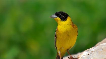 Karabaşlı kirazkuşu