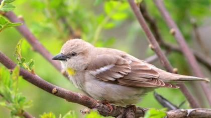 Sarıboğazlı serçe