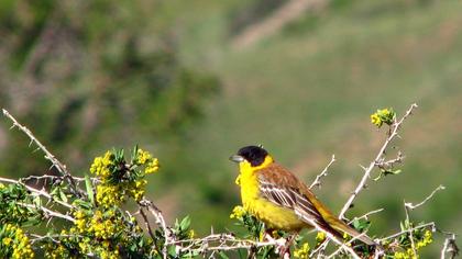 Karabaşlı kirazkuşu