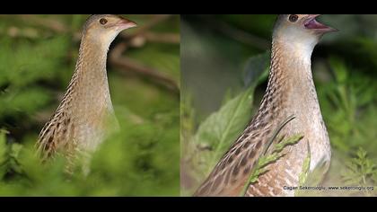 Bıldırcınkılavuzu