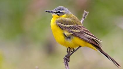 Sarı kuyruksallayan