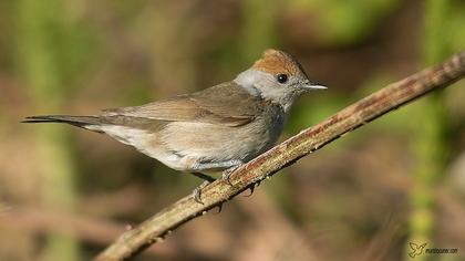 Karabaşlı ötleğen