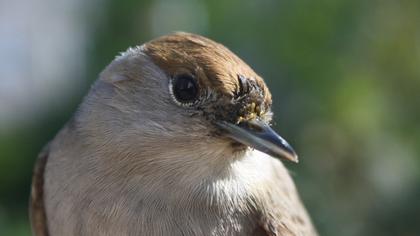 Karabaşlı ötleğen