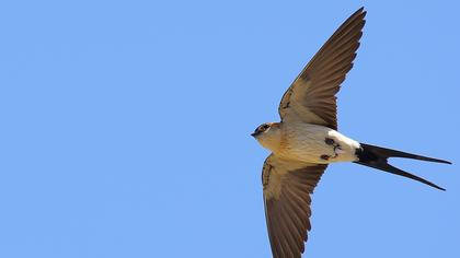 Kızıl kırlangıç