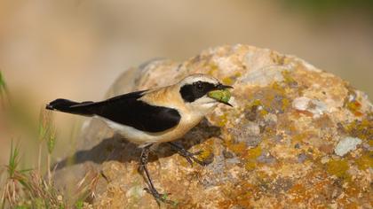 Karakulaklı kuyrukkakan