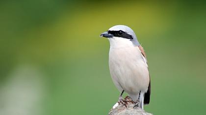 Kızılsırtlı örümcekkuşu
