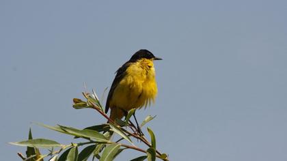 Sarı kuyruksallayan