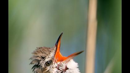 Büyük kamışçın