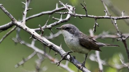Küçük akgerdanlı ötleğen